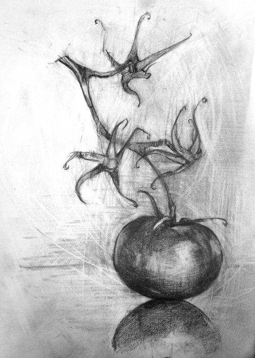 Tomato Drawing A4